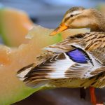 Can Ducks Eat Cantaloupe: Discover the Benefits and Risks