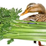 Can Ducks Eat Celery? Exploring Avian Nutrition