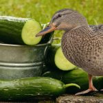 Can Ducks Eat Cucumbers? A Closer Look at the Culinary World of Our Feathered