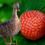 Can Ducks Eat Strawberries: Exploring Their Dietary Preferences