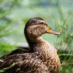 Do Ducks Have Ears: Unraveling the Secrets of Duck Hearing