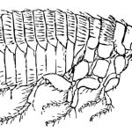 7 Facts About Do Fleas Die in the Winter You Need to Know