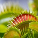 How Big Do Venus Flytraps Get: 6 Fascinating Facts For You