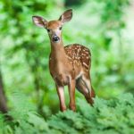 How Much Does It Cost to Process a Deer: $75 to $400