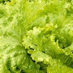 How to Keep Lettuce Fresh in the Refrigerator: 7 Useful Ways