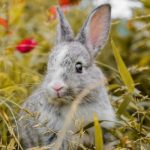 7 Effective Ways on How to Keep Rabbits Out of Garden Without a Fence