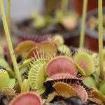 Where Do Venus Flytraps Grow: Exploring 7 Unique Places