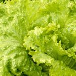 7 Effective Ways on How to Keep Lettuce Fresh for a Month